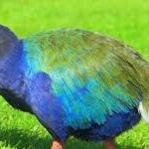 sultanka var satişda tam saglam ehileşmiş giyme