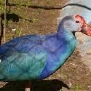 sultanka var satişda tam saglam ehileşmiş giymet bir jütüne aidi hamis