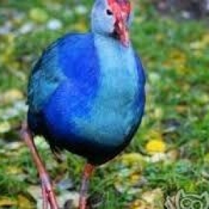 sultanka var satişda tam saglam ehileşmiş giymet bir jütüne aidi hamis