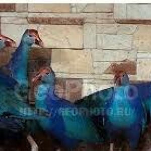 sultanka var satişda tam saglam ehileşmiş giymet bir jütüne aidi hamis