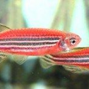 Yerli artım danio baliqarı satılır.  Ölçüləri 3,5-4,5 sm. 3-4 cur