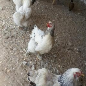 Brama orpinqton avstrolop favarel plemutrok sibrayt yokahama sumatra p