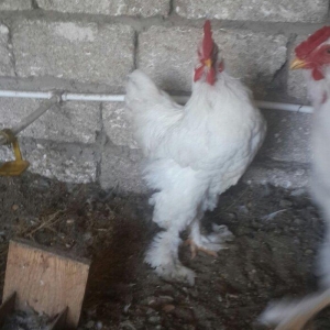 Layt dark buff qold ag bramaorpinqton ve koxin xor