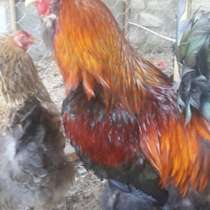 Layt dark buff qold ag bramaorpinqton ve koxin xoruzlari satilir