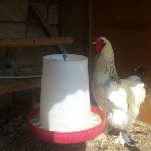 Layt dark buff qold ag bramaorpinqton ve koxin xoruzlari satilir