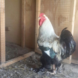 Layt dark buff qold ag bramaorpinqton ve koxin xoruzlari satilir