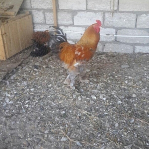 Layt dark buff qold ag bramaorpinqton ve koxin xoruzlari satilir