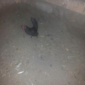 şəkilde gördüyünüz yaponka xoruz satilir. Tam saqlamdi. Qiymeti 14 man