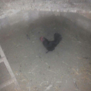 şəkilde gördüyünüz yaponka xoruz satilir. Tam saqlamdi. Qiymeti 14 man