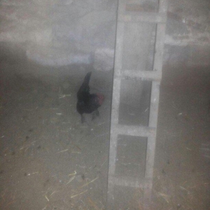 şəkilde gördüyünüz yaponka xoruz satilir. Tam saqlamdi. Qiymeti 14 man