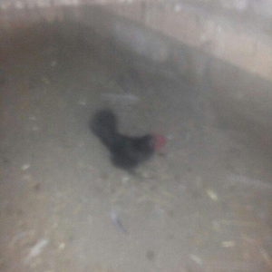 şəkilde gördüyünüz yaponka xoruz satilir. Tam saqlamdi. Qiymeti 14 man