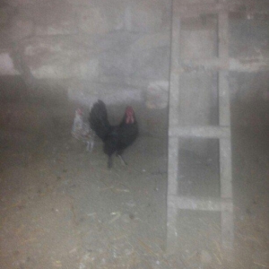 şəkilde gördüyünüz yaponka xoruz satilir. Tam saqlamdi. Qiymeti 14 man