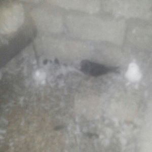 14 ədəd tərkizmə göyerçin satilir. Tam saqlamdilar. Optovoy 48 Manat.