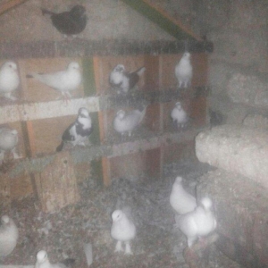 14 ədəd tərkizmə göyerçin satilir. Tam saqlamdilar. Optovoy 48 Manat.