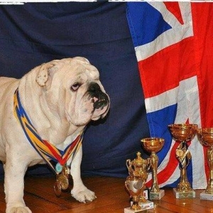 Предлагаем к продаже щенков английского бульдога, шоу-класс, шикарных