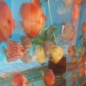 salam Diskus baliqlari tam saglam ve iri olcudediler ikinci ve ucuncu