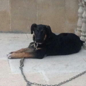 4. ayliq dir rottweiler cinsi ile afcarkanin qariwiqi kamandalari bezi