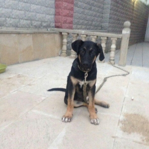 4. ayliq dir rottweiler cinsi ile afcarkanin qariwiqi kamandalari bezi