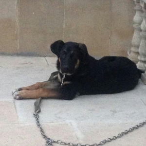 4. ayliq dir rottweiler cinsi ile afcarkanin qariwiqi kamandalari bezi