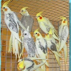 40 cut gozel renglerde bala veren hazir cut korell