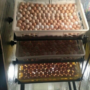 inqubator yigilir. tam avtomatik. isdenilen yumurta sayina. butun nov