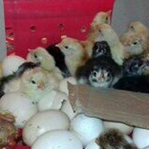 inkubator. tam avtomatik is rejimine malik olan inkubatotlarin yigilma