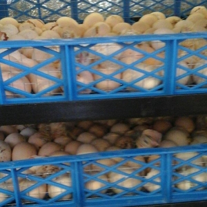 inkubator yigilir, tam avtomatik is rejimine malikdir. her bir sey avt