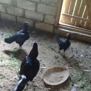 heratiler satilir 3 fere 1 xoruz tam saglamdilar hec bir problemi yoxd