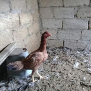 heratiler satilir 3 fere 1 xoruz tam saglamdilar hec bir problemi yoxd