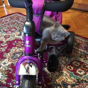 150 AZN   SATILIR ШОТЛАНСКИЙ КОТЕНОК МАЛСИК-2,5 Месяца приучен к