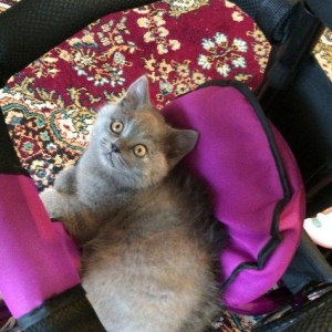 150 AZN   SATILIR ШОТЛАНСКИЙ КОТЕНОК МАЛСИК-2,5 Месяца приучен к