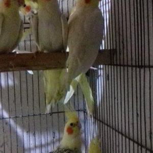 saqlam, cox aktiv quslardir, 6 aydan yuxari olan  