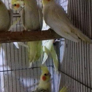 saqlam, cox aktiv quslardir, 6 aydan yuxari olan  korellalardir, real