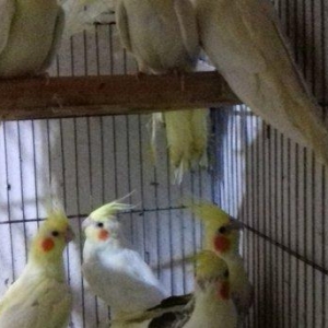 saqlam, cox aktiv quslardir, 6 aydan yuxari olan  korellalardir, real