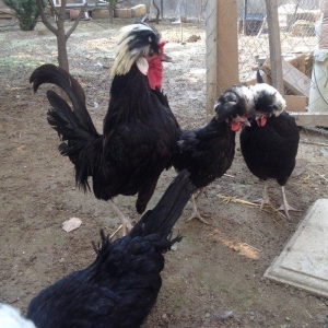 ag papglar. satilir. tam. saglam. damazligucun. eladilar 90-100 mayali