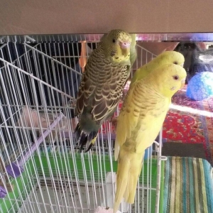 qefesi ile birlikde 40manata qefessiz 2si cut 20 m