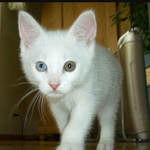 1 -2 ayliq ag bala pisiy isteyirem.eger kimde varsa nomreye zeng vursu