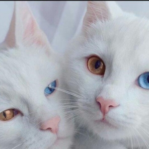 1 -2 ayliq ag bala pisiy isteyirem.eger kimde varsa nomreye zeng vursu