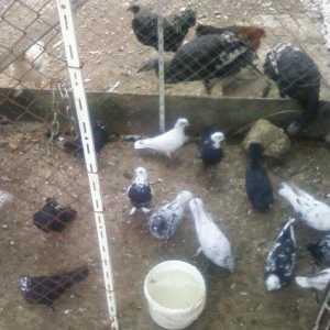 Goyercin 18eded goercindi ebrew cilbaw qara kekilidi xana qariwiq sati