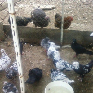 Goyercin 18eded goercindi ebrew cilbaw qara kekilidi xana qariwiq sati