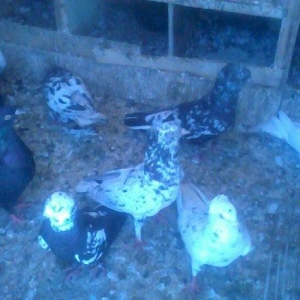 Goyercin 18eded goercindi ebrew cilbaw qara kekilidi xana qariwiq sati