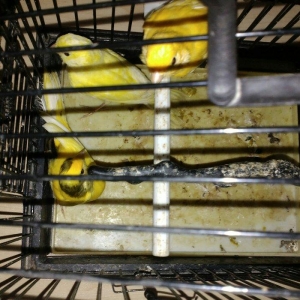 kanareyka 3 dene 4-5 ayliq saglam gozel quslardi.Oxumaga basliyirlar.