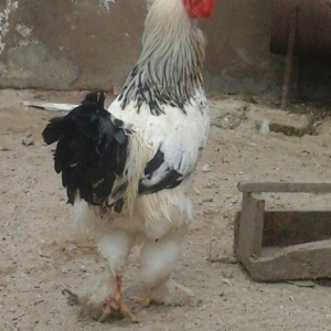 Saqlam brama xoyrzu 1il6ay  60az sqiyme son pirallahida yasiyiram waca