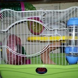 Chunqarikler ve xamyaklar ucun teze genis gefes he