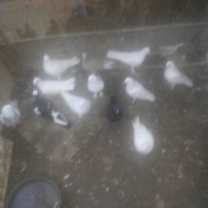 13 eded goyercin satilir.tam saqlamdilar.optovoy 44 manat.tek tek 4 ma