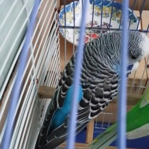 Ev seraitinde vitaminlerle baxilan 3 ayliq  erkek cex papuqay satilir.