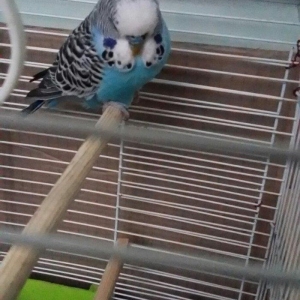 Ev seraitinde vitaminlerle baxilan 3 ayliq  erkek cex papuqay satilir.