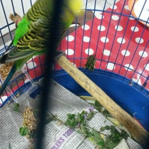 Cüt papuqay. Dişi 6 yumurta üstündəqəfəs yu