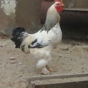 1yas6 ayliq saqlam xoruz 60 azin son qiymeti qaldi