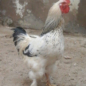 1yas6 ayliq saqlam xoruz 60 azin son qiymeti qaldiqim yer pirallahi wa